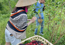 Tại sao đến Tây Ninh NHẤT ĐỊNH phải ghé VƯỜN DÂU TẰM 7 SĂNG một lần? Trải nghiệm "hai trong một" không thể bỏ lỡ!