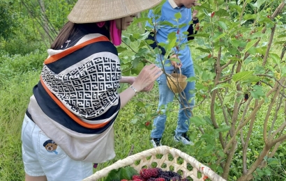SẢN PHẨM DÂU TẦM 