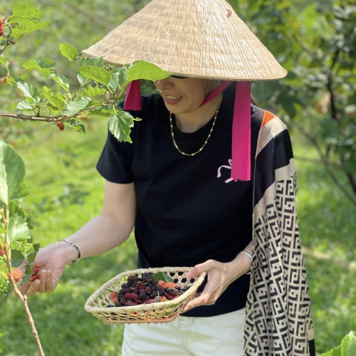 VƯỜN DÂU 7 SĂNG 