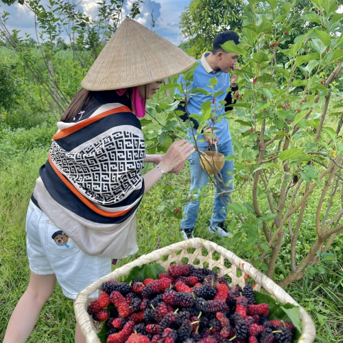 SẢN PHẨM DÂU TẦM 